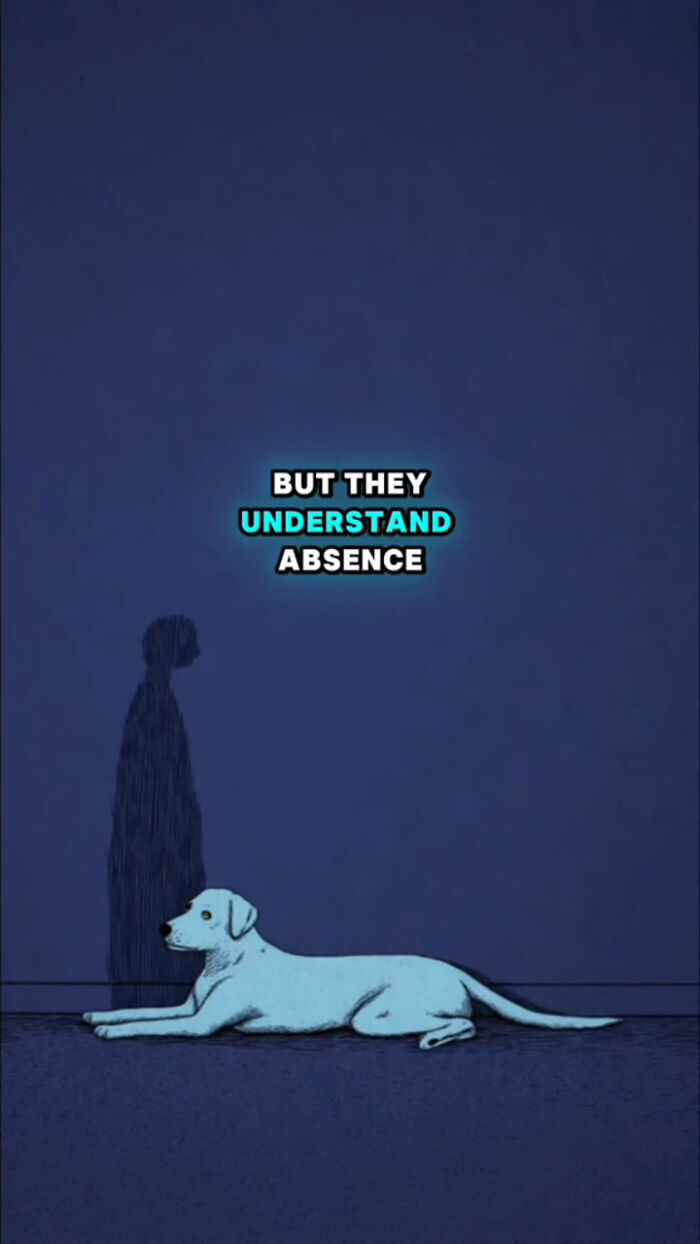 Illustration of a dog lying down with shadow of a human figure, highlighting dogs understanding absence after human passes.