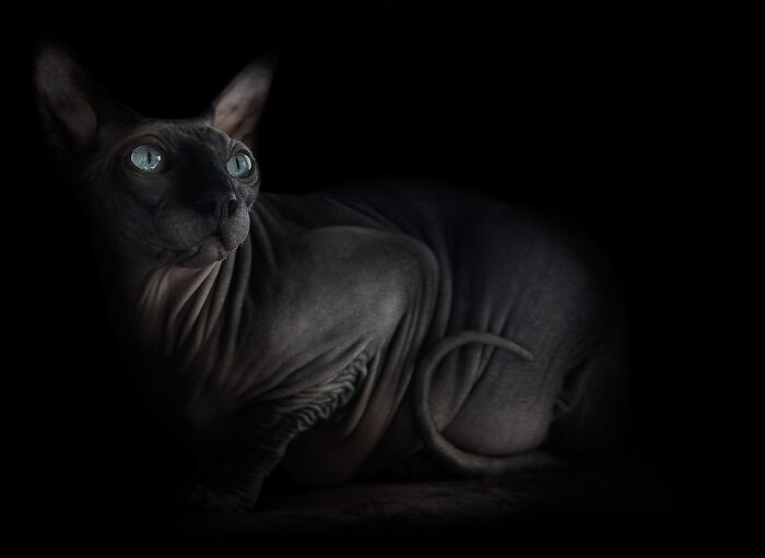 Sphynx cat with blue eyes lying in darkness, showcasing unique features in cat photography for a purrfect moment.