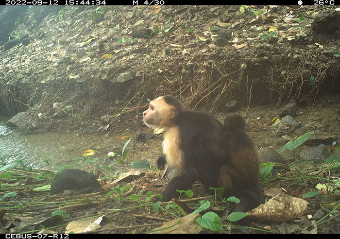 Monkey captured by hidden camera in forest, showcasing unusual behavior involving babies of another species.