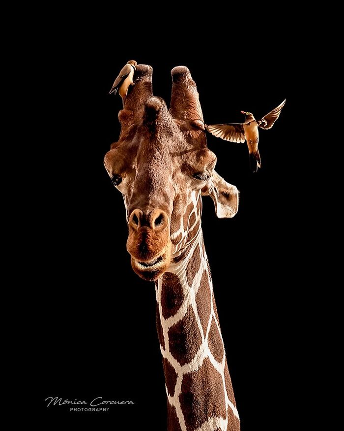 Giraffe close-up with two small birds perched and flying near its head in a striking wildlife moment captured.