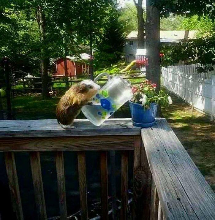 Small animal in goblin mode balancing on railing while drinking water from tilted cup outdoors in backyard setting