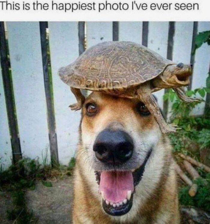 Happy dog with a laughing turtle on its head in a funny and silly animal meme to keep spirits up.