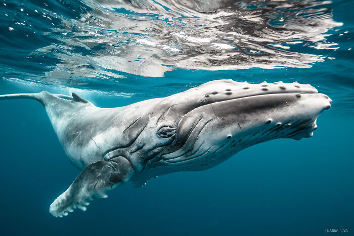 Underwater close-up of a whale swimming, showcasing breathtaking moments captured by a photographer with whales.