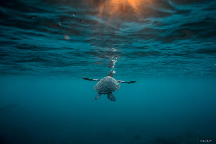 Underwater scene with a turtle swimming near the surface, showcasing breathtaking moments captured by a photographer with whales.