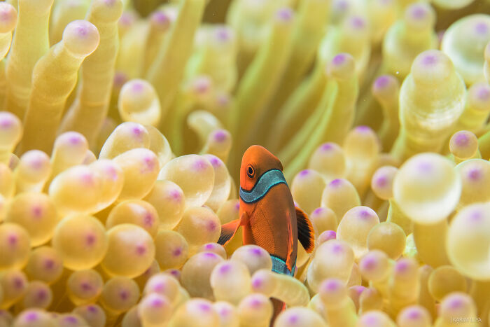 Underwater close-up of colorful fish swimming among sea anemones in a vibrant marine environment with vivid details.