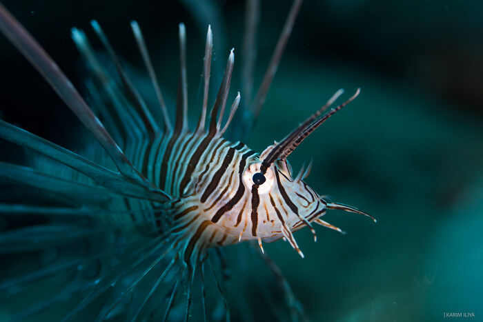 Close-up of a lionfish underwater, showcasing vibrant stripes and fins in a stunning underwater moment with marine life.