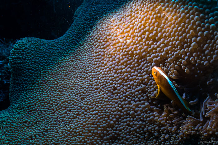 Underwater scene showing a colorful fish swimming near a textured coral, highlighting breathtaking underwater moments with whales.