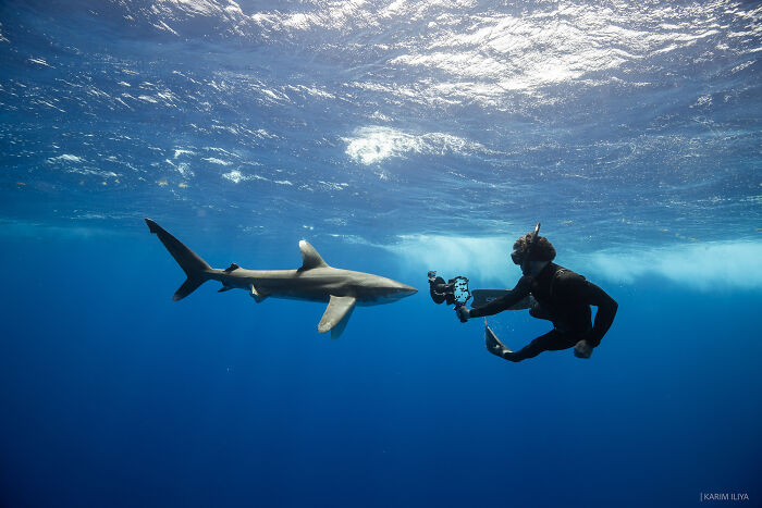 Underwater photographer swims with sharks capturing breathtaking moments in clear blue ocean waters.