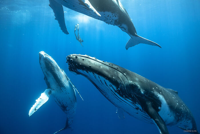 Underwater photographer swimming with whales capturing breathtaking marine wildlife moments in deep blue ocean.