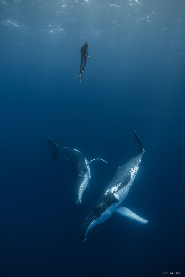 Underwater photographer swimming with two humpback whales in deep blue ocean capturing breathtaking moments.