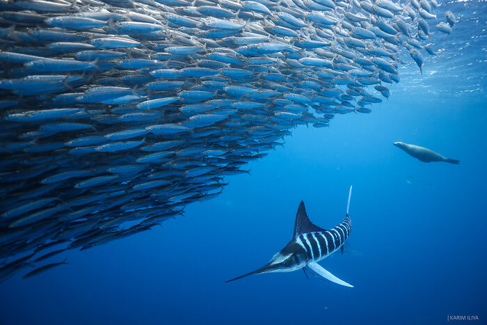 Underwater moment showing a striped marlin swimming near a large school of fish and a sea lion, wildlife photography.