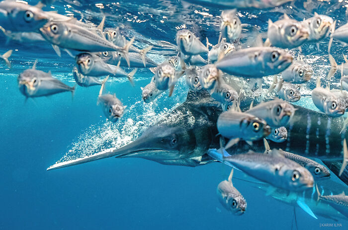 Swordfish swimming underwater among a school of fish, captured in a breathtaking underwater moment by a photographer.