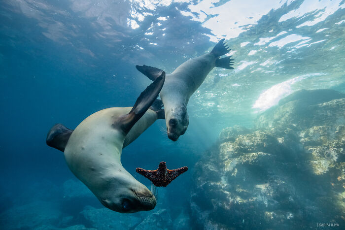Underwater scene with photographer swimming with whales and capturing breathtaking marine life moments near rocks.
