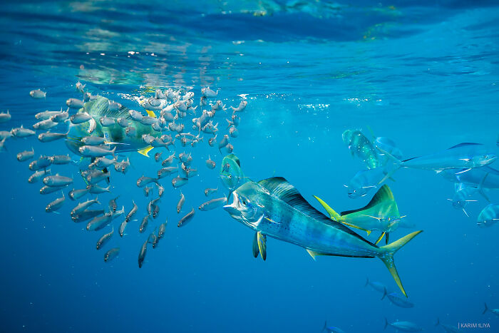 Underwater scene with vibrant fish swimming, showcasing breathtaking underwater moments captured by photographer with whales.