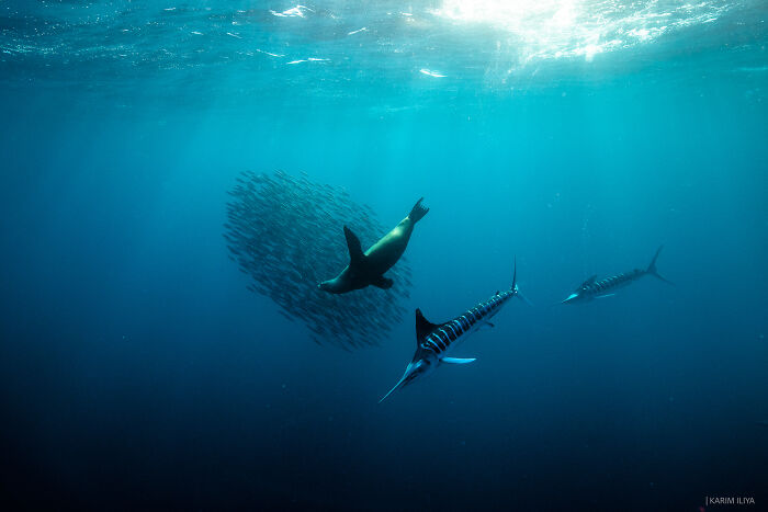 Underwater scene with marine life including fish, sea lion, and striped fish, captured by photographer swimming with whales.