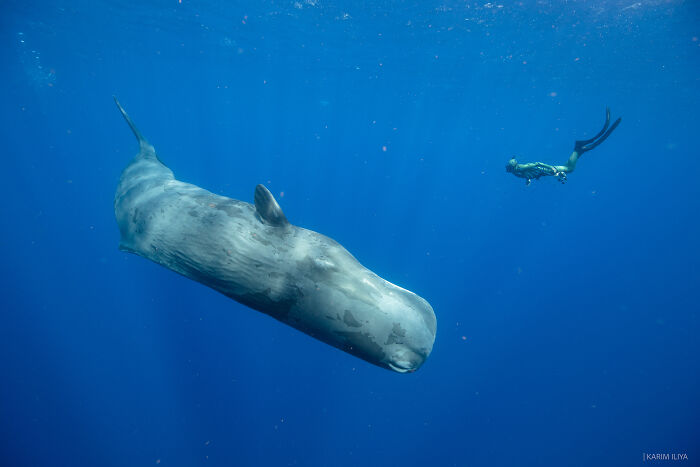 Underwater view of a photographer swimming with a large whale in clear blue ocean waters capturing moments.
