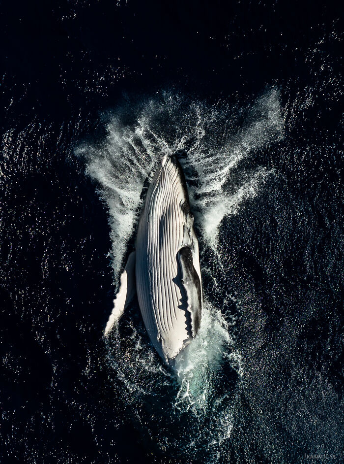 Aerial view of a whale swimming and creating splashes in dark ocean water, highlighting breathtaking underwater moments.