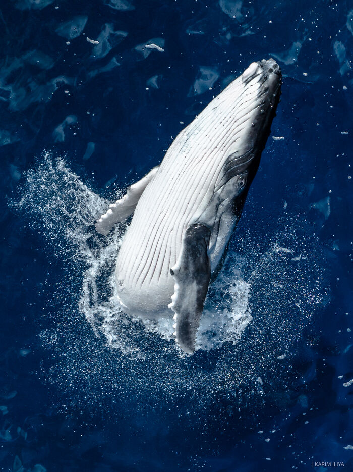 Humpback whale breaching underwater, showcasing breathtaking moments captured by photographer swimming with whales.
