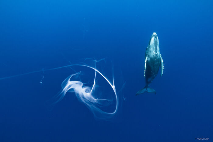 Underwater photo of a whale swimming near drifting jellyfish captured during a photographer’s whale encounter.