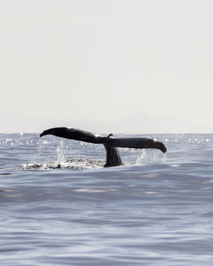 Whale tail emerging from calm ocean water during a breathtaking underwater moment captured by photographer.