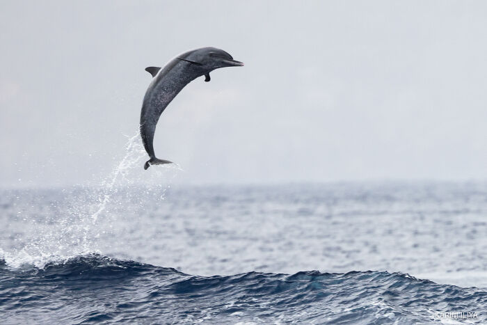 Dolphin leaping above ocean waves showcasing breathtaking underwater moments captured by a photographer swimming with whales
