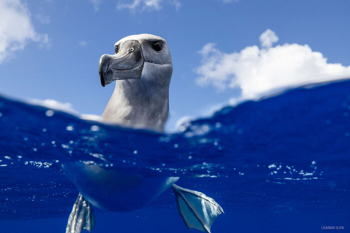 Albatross floating on ocean surface under bright blue sky, captured during underwater photographer's whale swim adventure.