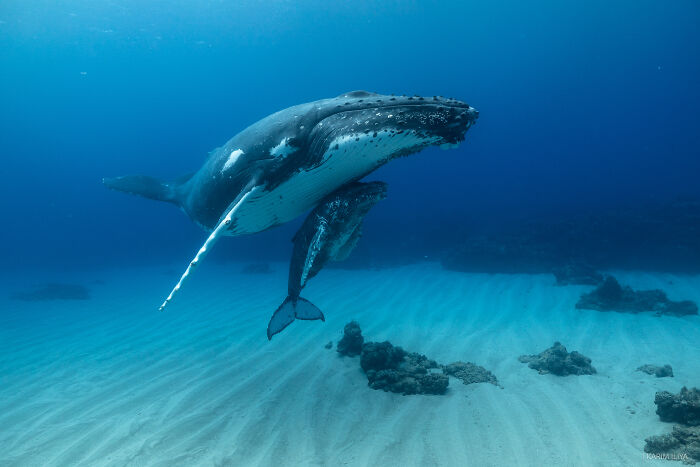 Underwater photograph of whales swimming gracefully over sandy ocean floor, showcasing breathtaking marine life moments.