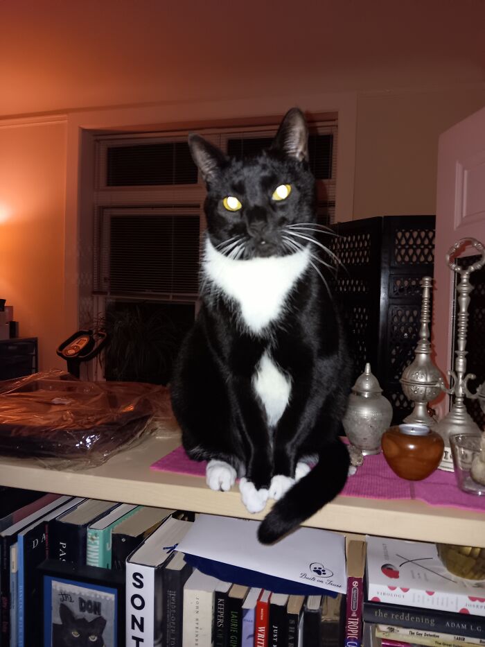 Lenni Blesses The World With His Glowup🐾