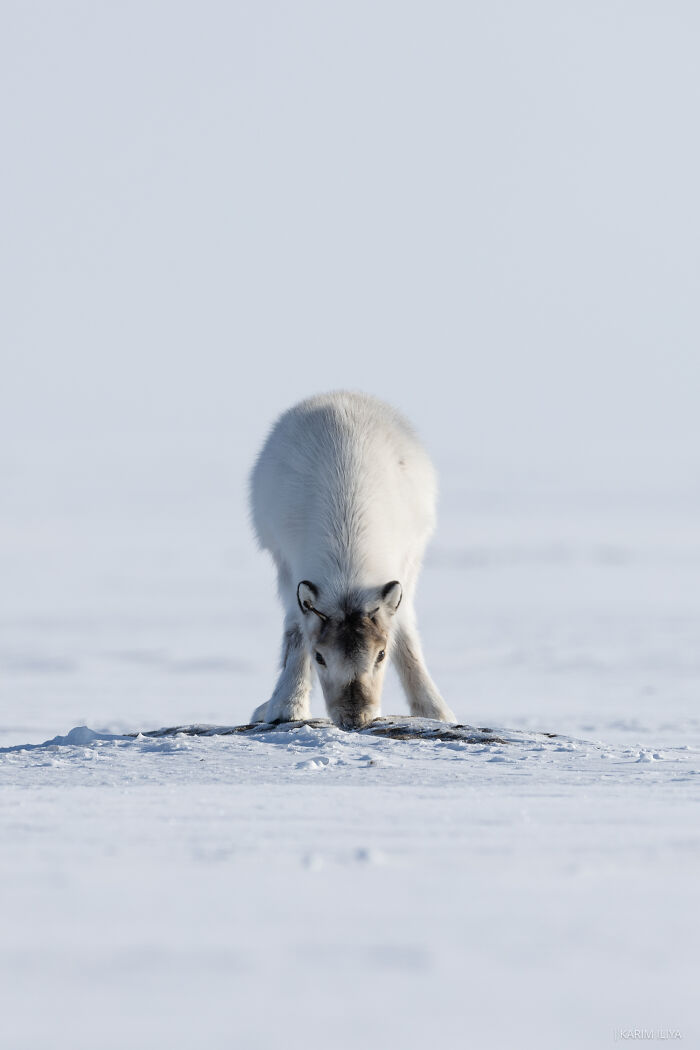 Young reindeer standing on snowy ground in a serene landscape, showcasing nature's calm moments captured by a photographer.