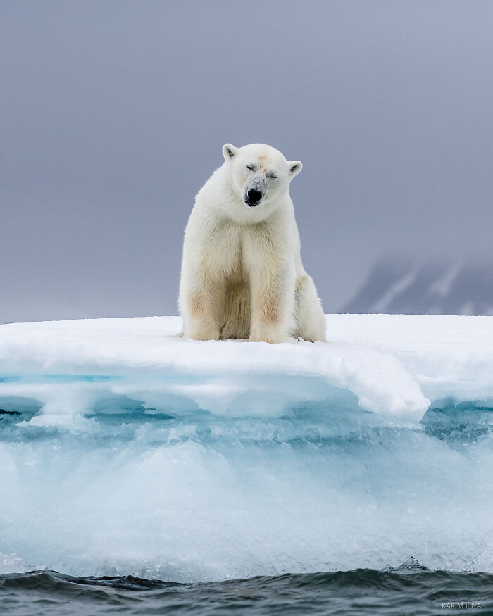 Polar bear resting on ice floe in Arctic waters, showcasing wildlife before photographer swims with whales capturing underwater moments.