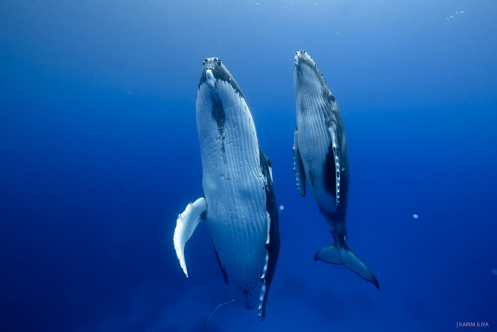 Two whales captured underwater during a photographer’s swim, showcasing breathtaking marine life moments in deep blue ocean.