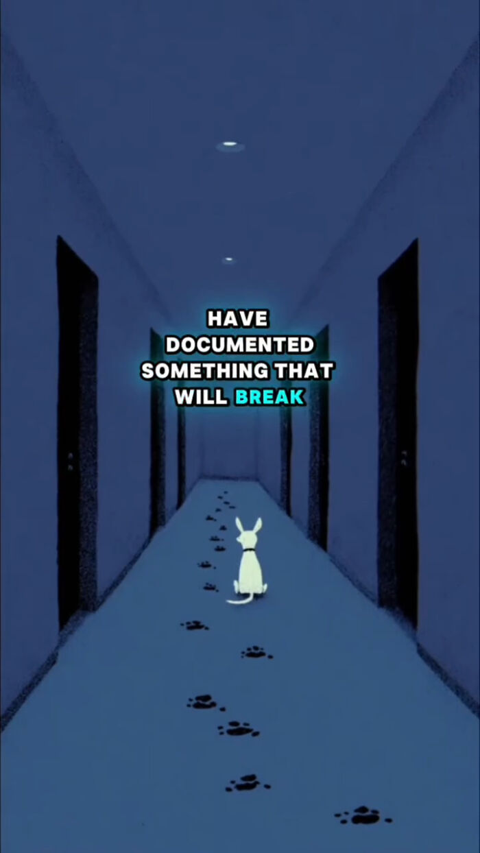 A lone dog sitting in a dim hallway with paw prints, representing what dogs go through after their human passes.