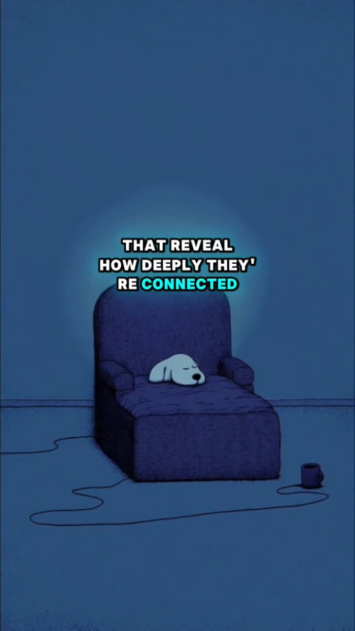 Sleeping dog alone on a chair in a dark room, symbolizing what dogs go through after their human passes away.