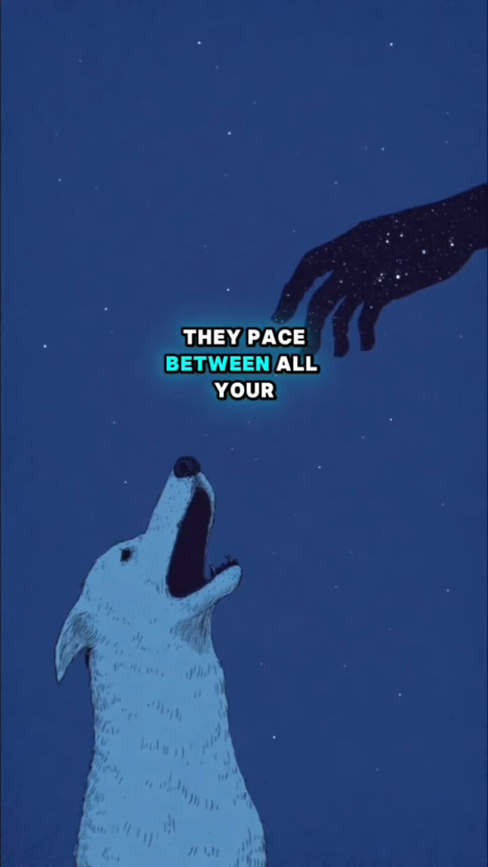Illustration of a dog looking up at a starry hand, symbolizing what dogs go through in the 72 hours after their human passes.