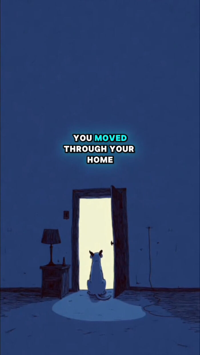 Dog sitting alone in a dark room by an open door, representing what dogs go through after their human passes.