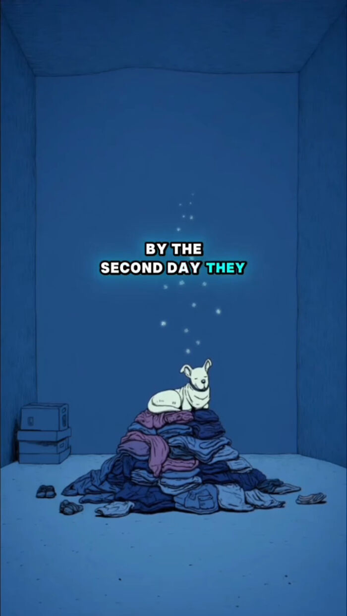 Animated white dog sitting on a pile of clothes in a blue room, reflecting what dogs go through after their human passes.