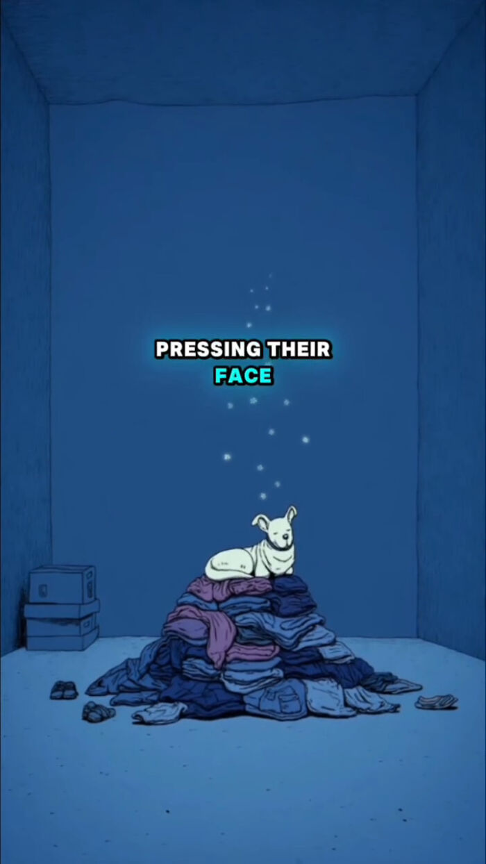 Illustration of a dog sitting on a pile of clothes in a blue room, showing what dogs go through after their human passes.