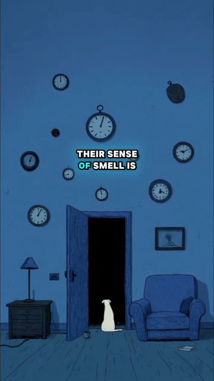 A white dog sitting in a dark doorway surrounded by clocks, illustrating what dogs go through after their human passes.