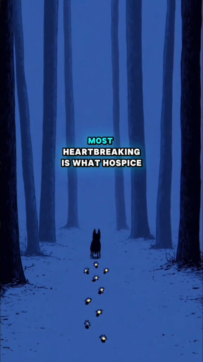 Silhouette of a dog walking in a dark forest with glowing paw prints, reflecting what dogs go through after their human passes.