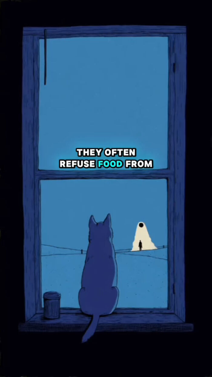 Illustration of a dog looking out a window with text about what dogs go through in the 72 hours after their human passes.