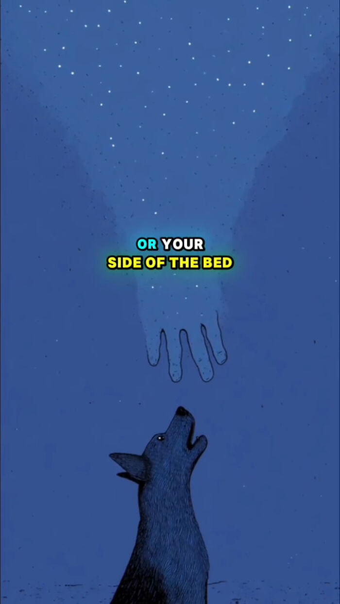 Illustration of a dog looking up at a glowing hand under a starry night, depicting dogs' emotions after their human passes.