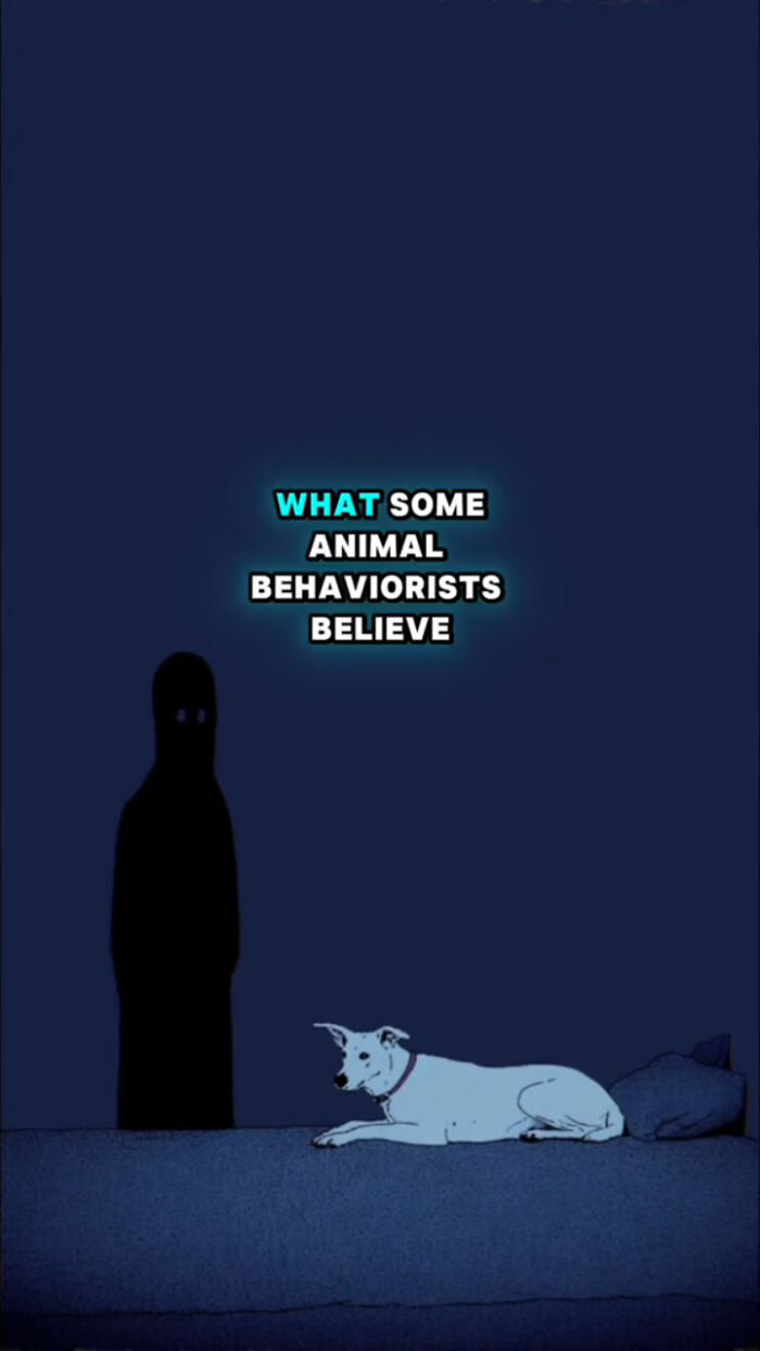 Dark scene with a dog lying on a bed and a shadowy figure, depicting dogs&rsquo; behavior after their human passes.