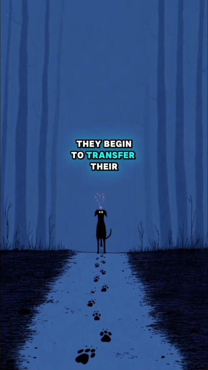 Silhouette of a dog with glowing eyes walking on a path in a dark forest, showing what dogs go through after loss.