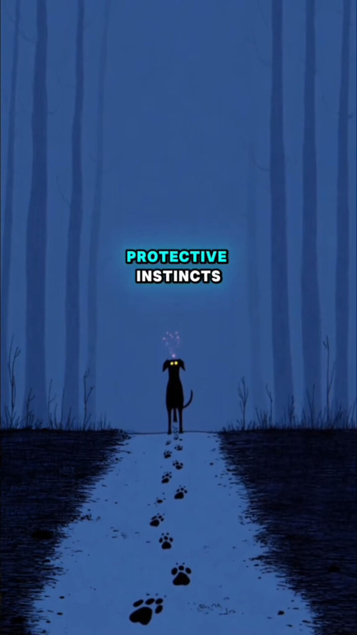 A dog with glowing eyes in a dark forest illustrating protective instincts in the 72 hours after their human passes.
