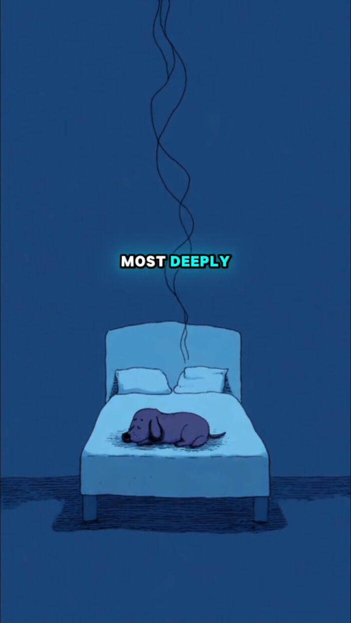 Illustration of a dog lying on a bed in a dark room, representing what dogs go through after their human passes away.