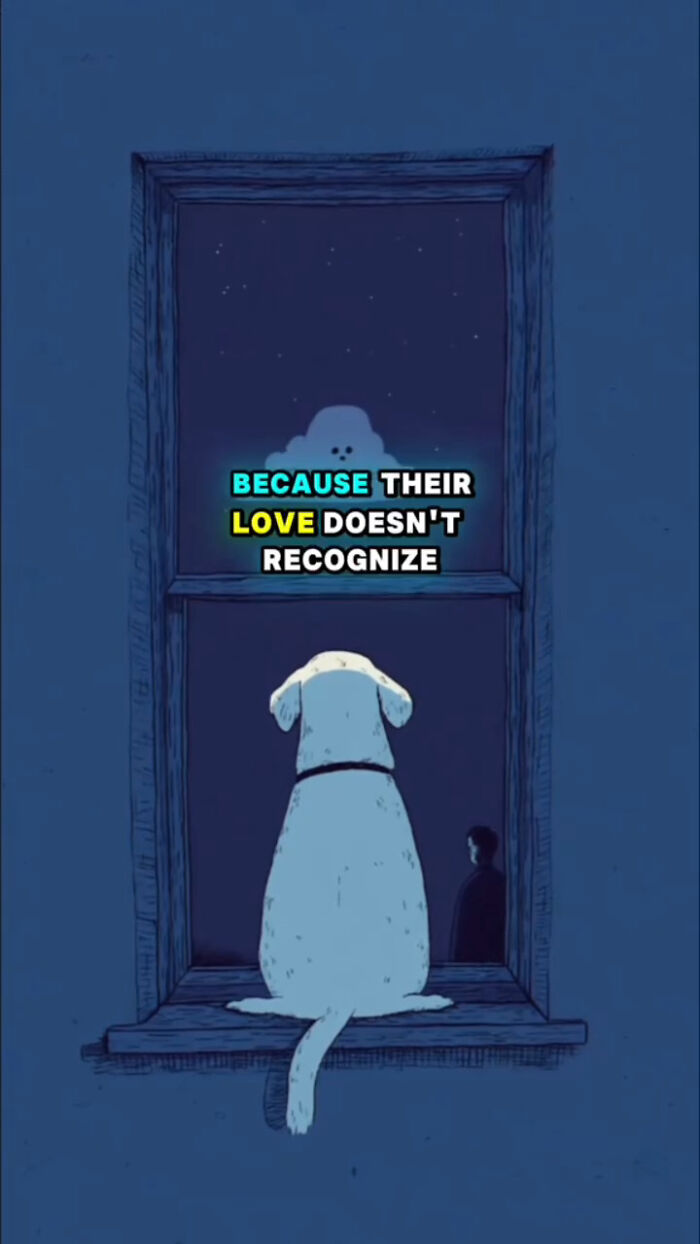 A dog sitting on a windowsill at night, looking out as highlighted text shows love that dogs feel after loss.