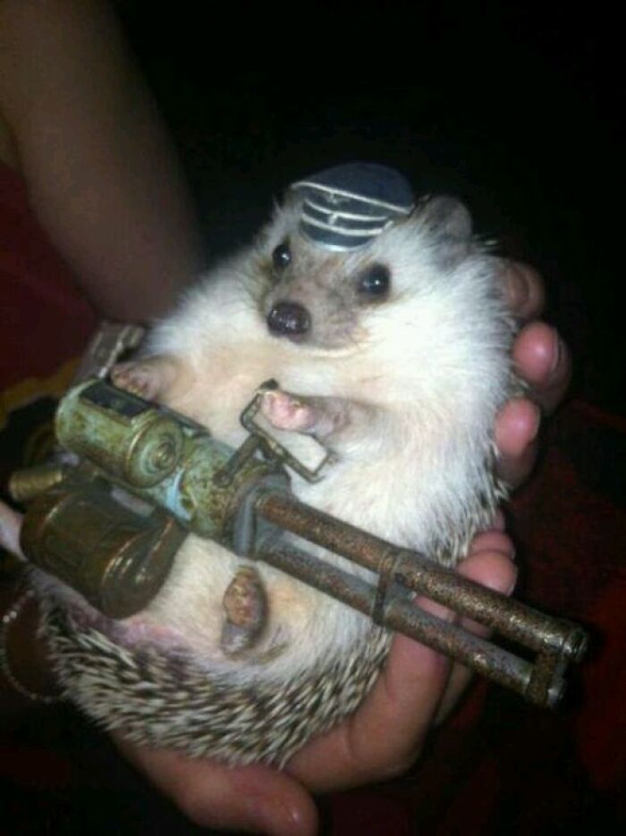 Hedgehog wearing a small hat and holding a rusted toy gun, a funny animal pic that may warm your heart.