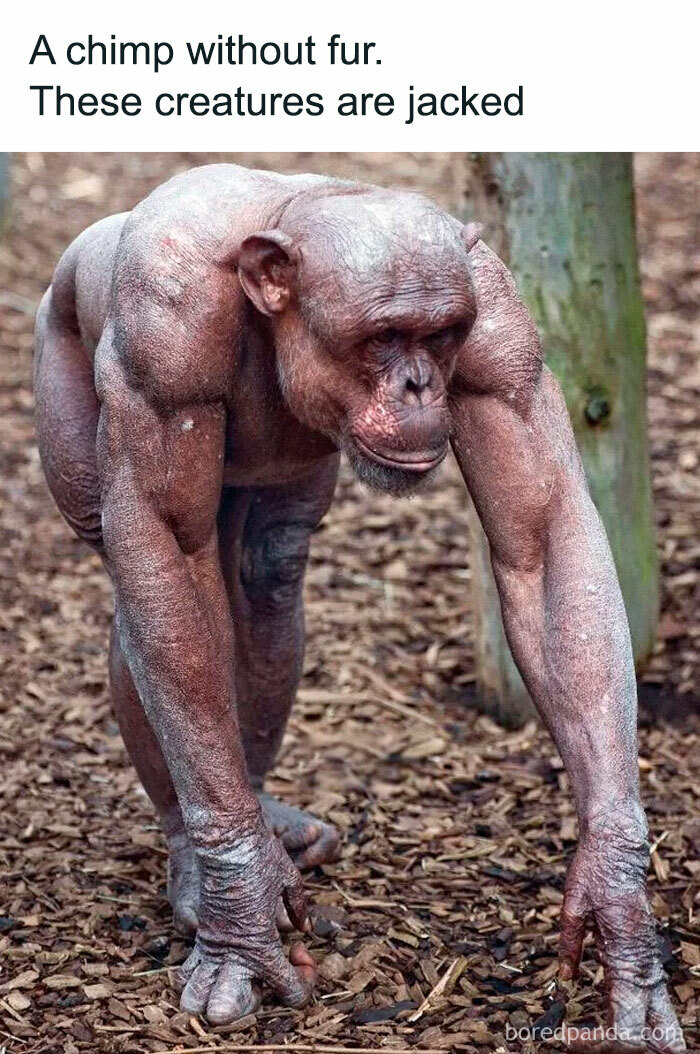 Hairless muscular chimpanzee standing on all fours, an example of disturbing and unsettling events that actually happened.