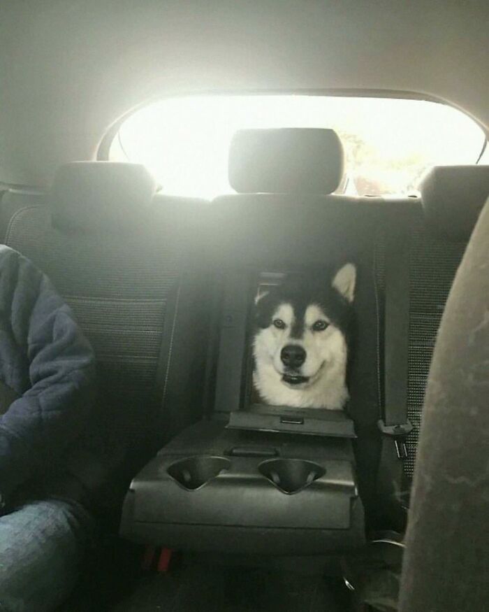 Husky dog sitting in the backseat with head through car armrest, showing hilarious animal in goblin mode.