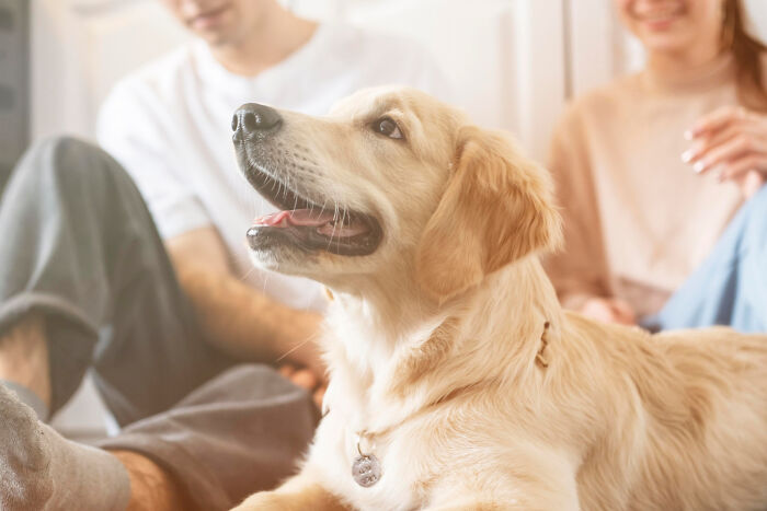 Golden retriever sitting indoors with two people in the background in a casual and cozy setting.